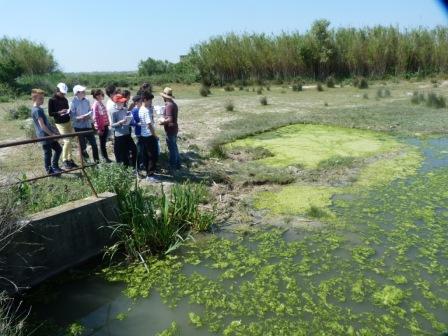 Camargue